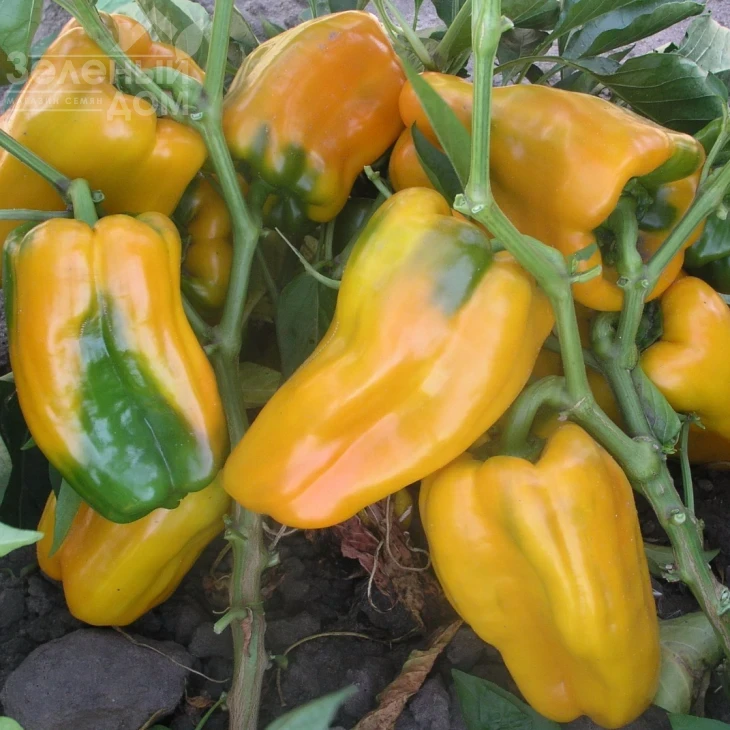 Джемини F1 / Gemini F1,72-78 дней фото 1