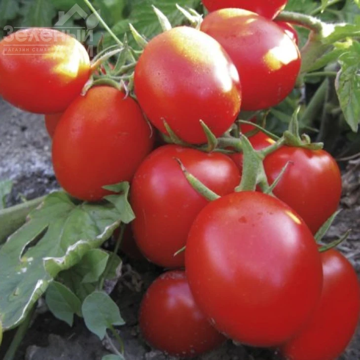 Грандо F1 / Grando F1,95 дней фото 2