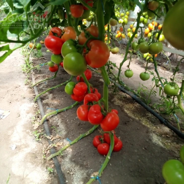 Сорренто F1 / Sorrento F1, 65 дней фото 1