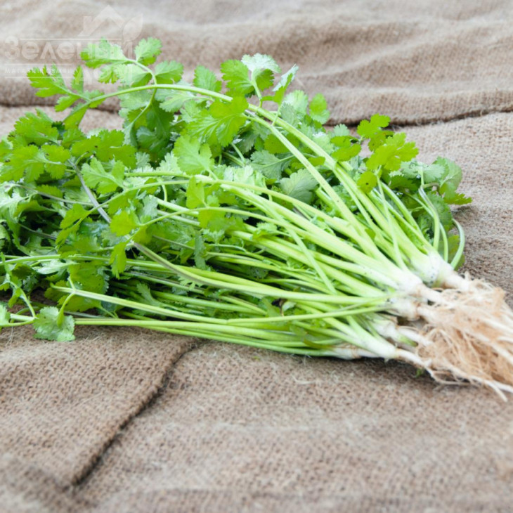 Карібе / Caribe,75 днів фото 1