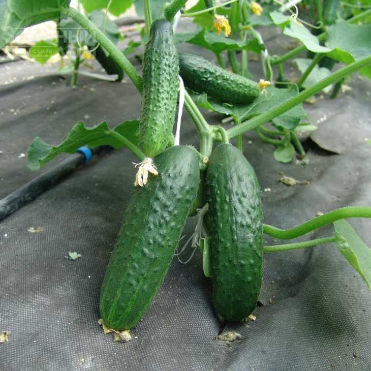 Толстой F1 / Tolstoj F1 фото 1