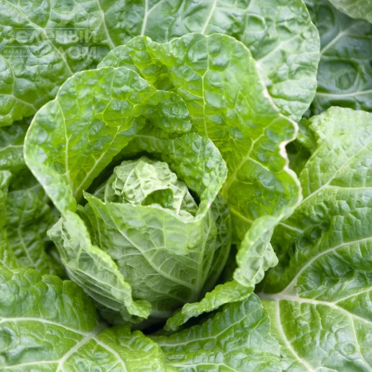 Эмико F1 / Emiko F1,67-72 дня фото 1