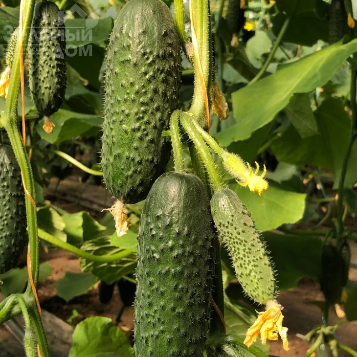 Бйорн F1 / Bjorn F1,42-45 дней фото 1