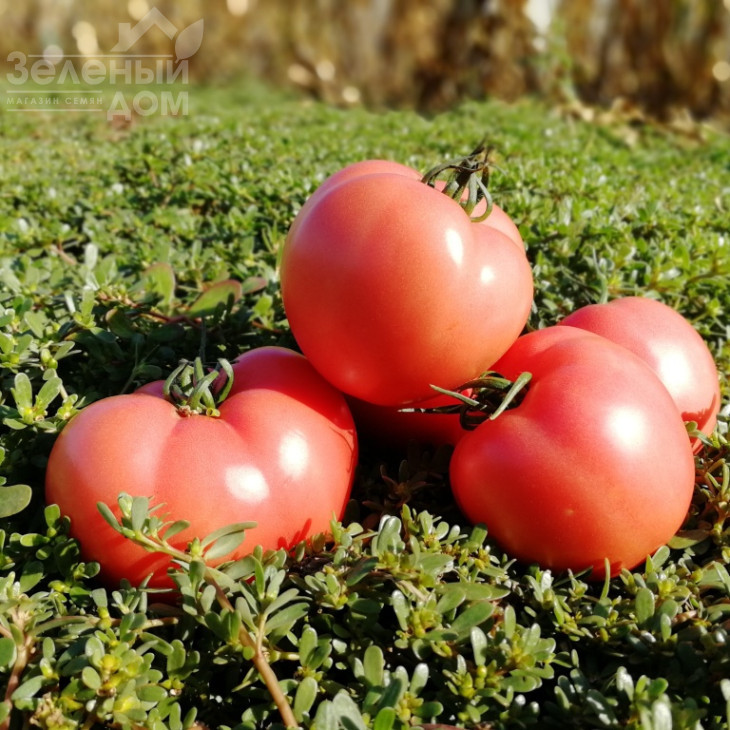 Дінеро 082 F1 / Dinero 082 F1 фото 4