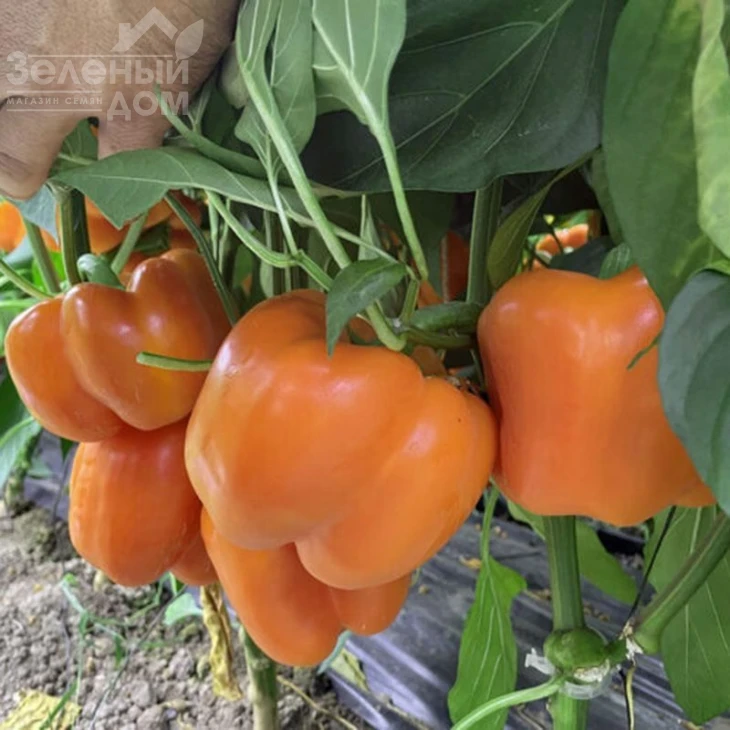 Оранж босс F1 / Orange boss F1, 55-60 дней фото 1