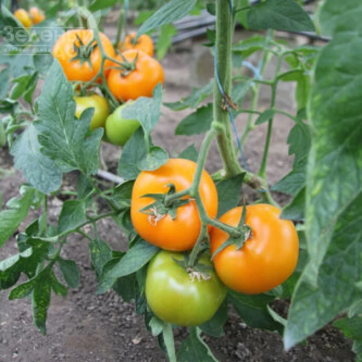 Еллоу Пешен F1 / Yellow Passion F1,100 дней фото 3