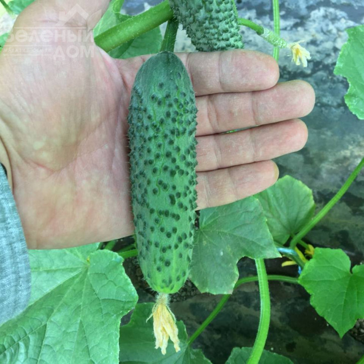 Георг F1 / Georg F1 фото 4