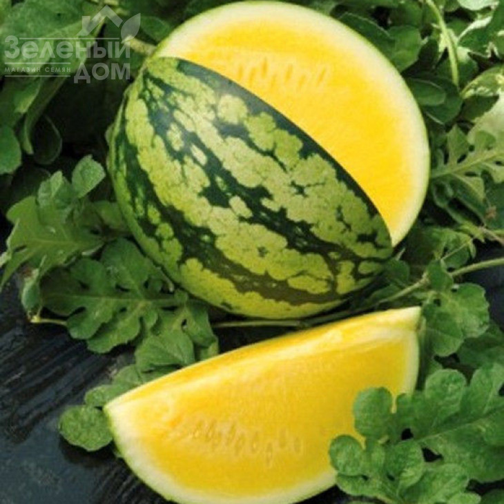 Оранж Кінг F1 / Orange King F1,55-60 днів фото 1