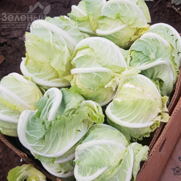 Ардент F1 / Ardent F1,80-85 днів фото 7