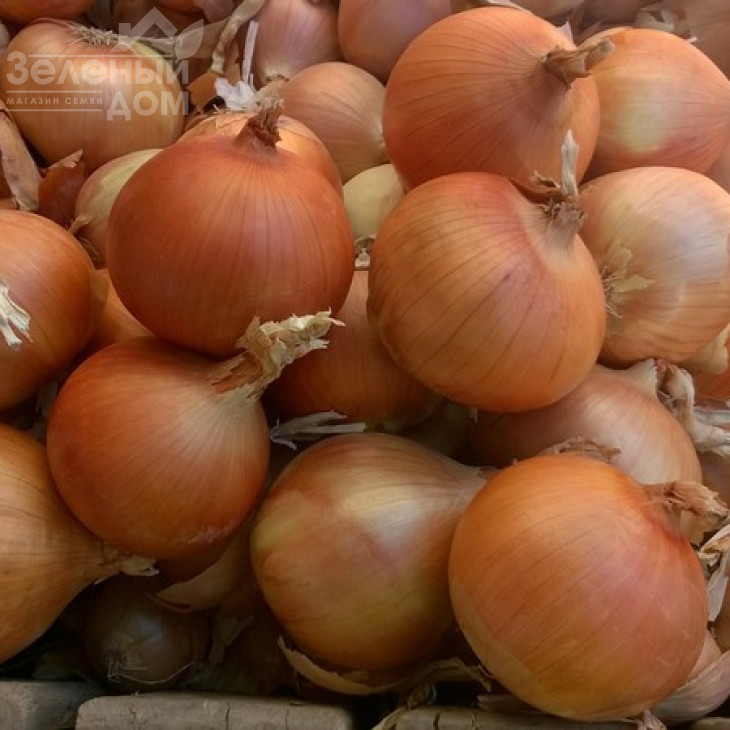 Ятоба F1 / Yatoba F1,90-95 днів фото 1