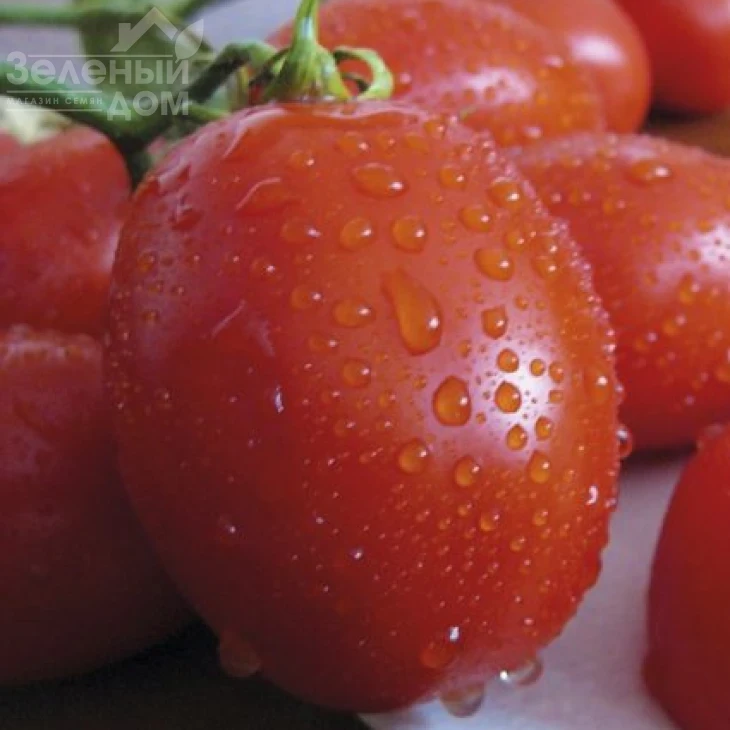 Санни F1 / Sanni F1,110 дней фото 1