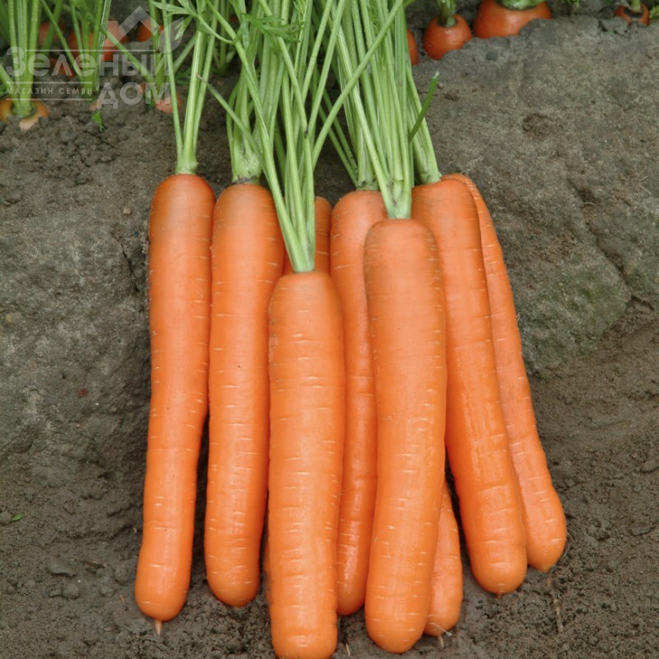 Морелія F1 / Morelia F1,120-130 днів фото 1