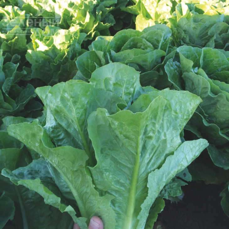 Мезкют / Mezquit фото 3