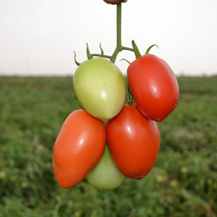 Сурія F1 / Suriya F1,75-85 днів фото 1