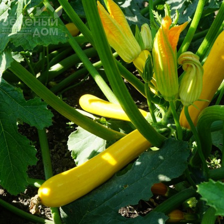 Санлайт F1 / Sunlight F1,40-45 днів фото 2