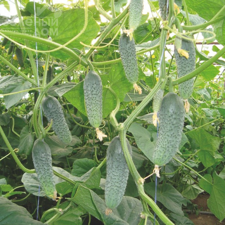 Сігурд F1 / Sigurd F1,35-45 днів фото 2