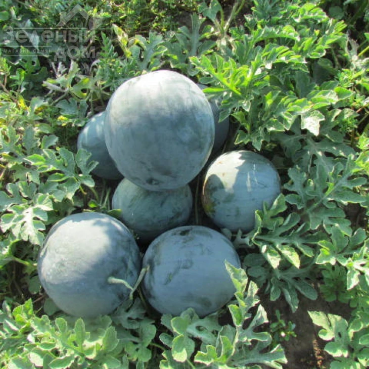 ЛС 1545 F1 / LS 1545 F1,62-65 дней фото 1