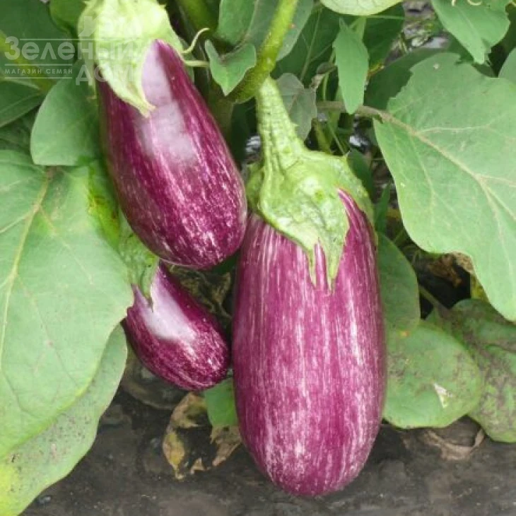 Рико F1 / Riko F1,70 дней фото 1