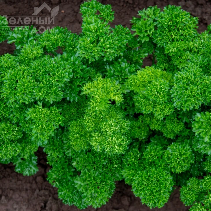 Катинка / Katinka фото 2