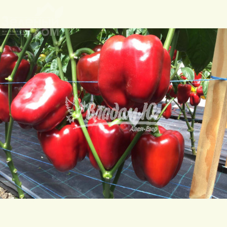 Ред Дір F1 / Red Dir F1, 65-70 днів фото 1