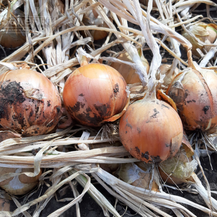 Джела F1 / Dzhela F1, 100-110 днів фото 1