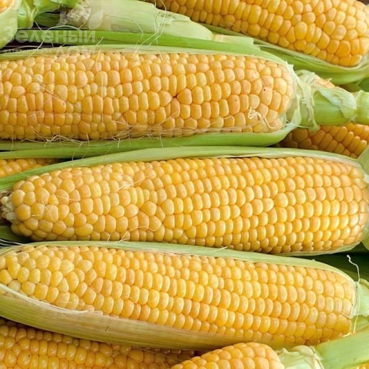 Мирус F1 / Mirus F1,75-78 дней фото 1