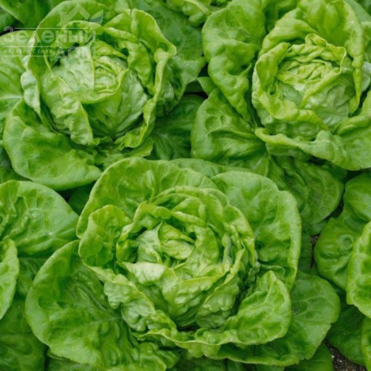 Бремекс / Bremeks, 40-50 днів фото 1