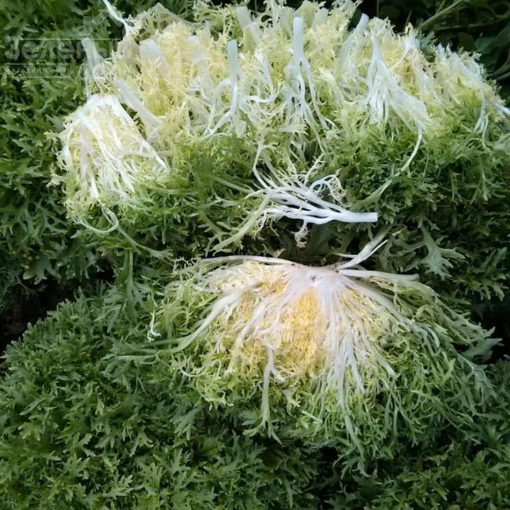 Бенефайн / Benefine,60-70 дней фото 3