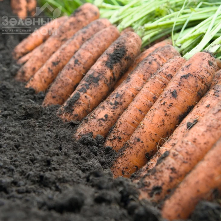 Ниланд F1 / Niland F1,131 день фото 2