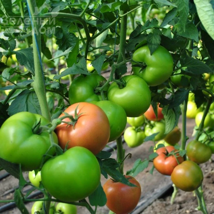 Панамера F1 / Panamera F1,60-62 дня фото 4