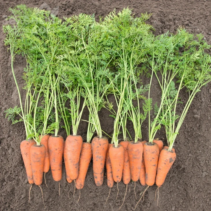 Кесена F1 / Cesena F1,100-105 дней фото 1