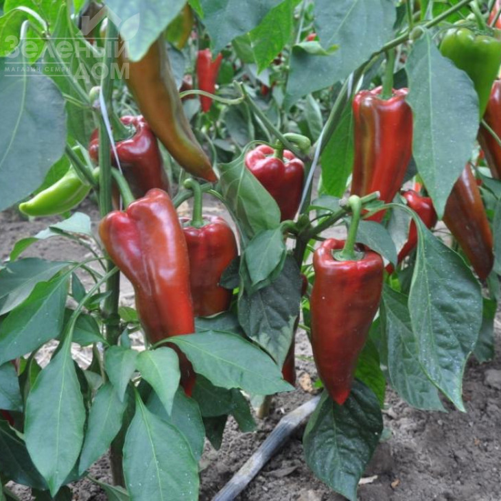 Супер Кап F1 / Super Cаp F1, 60-65 днів фото 1