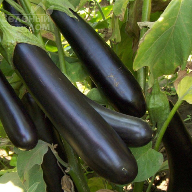 Ірис F1 / Iris F1,60-65 днів фото 1