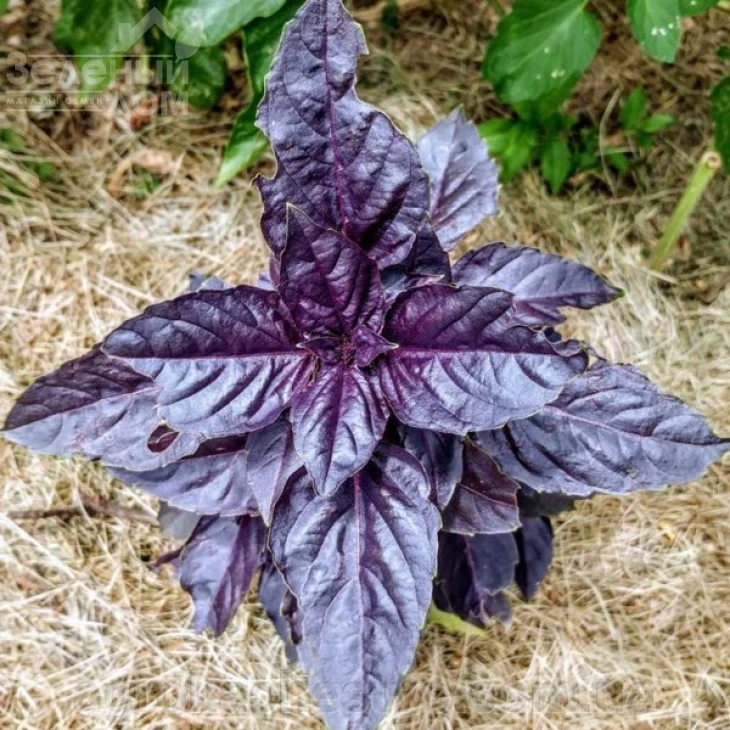 Дарк Перпл / Dark Perpl фото 1