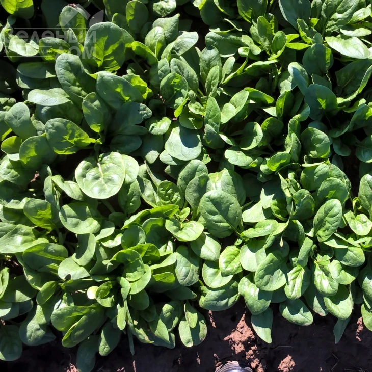 Юкон F1 / Yukon F1 фото 1