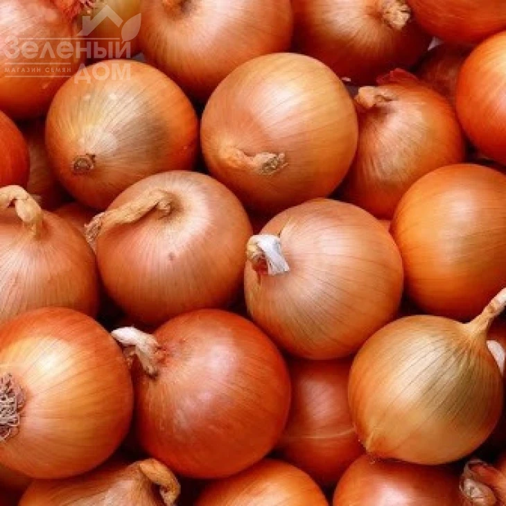 Боско F1 / Bosko F1,120-125 дней фото 3