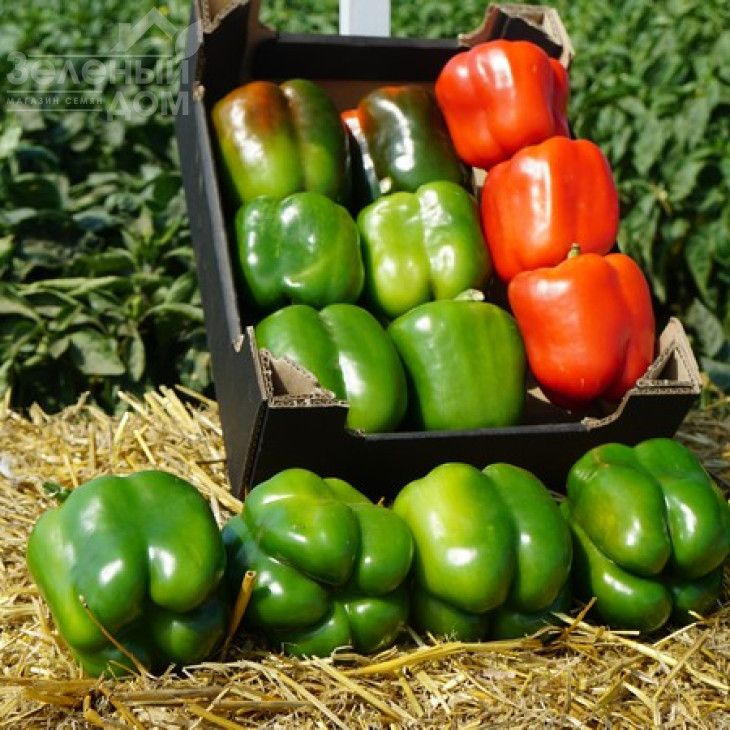 Марек F1 / Marek F1,70 днів фото 4