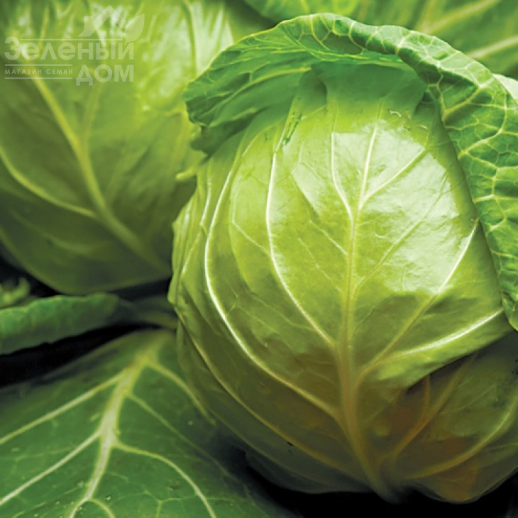 Джетодор F1 / Jetodor F1,46-48 днів фото 1