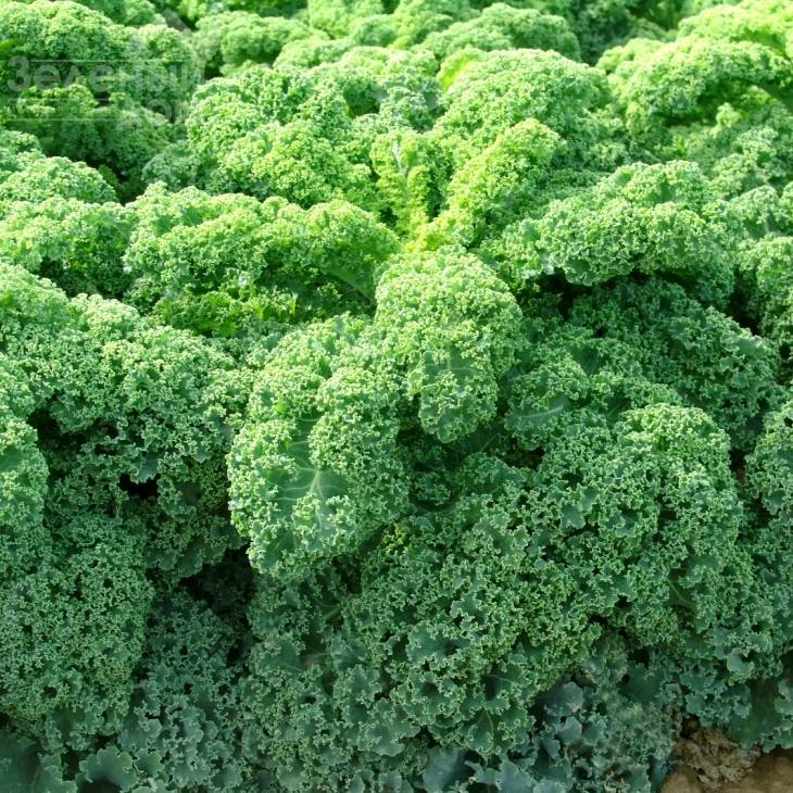 Кадет / Kadet,120 дней фото 1