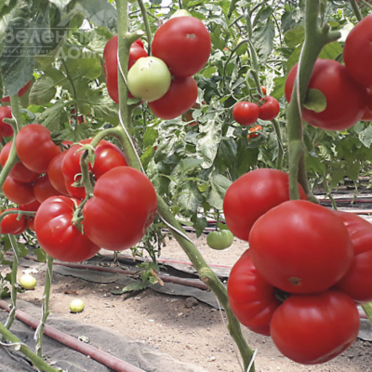 Девонет F1 / Devonet F1,90-95 днів фото 1