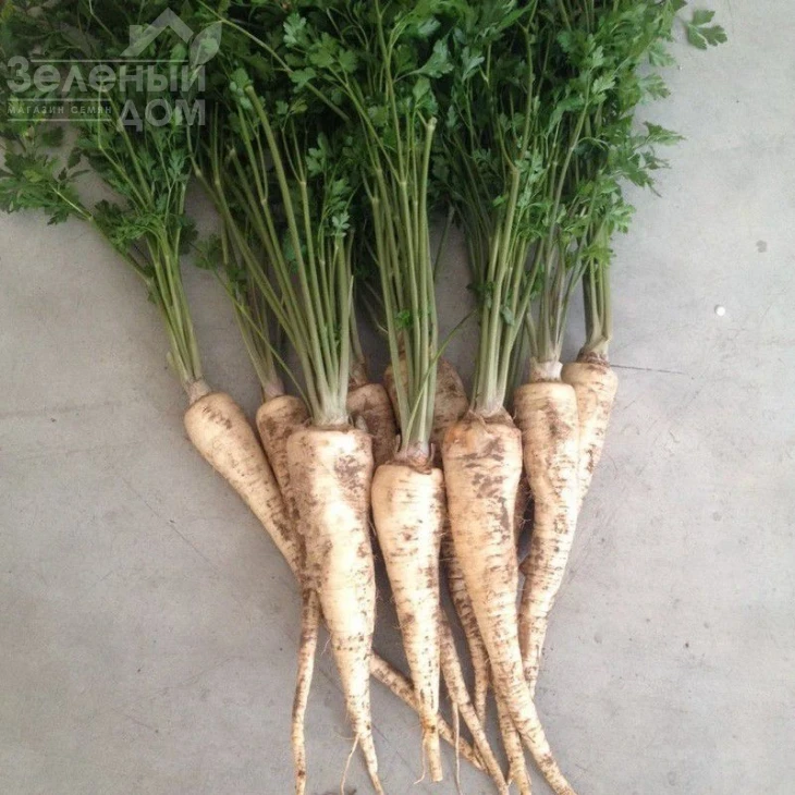 Атика / Atika фото 1