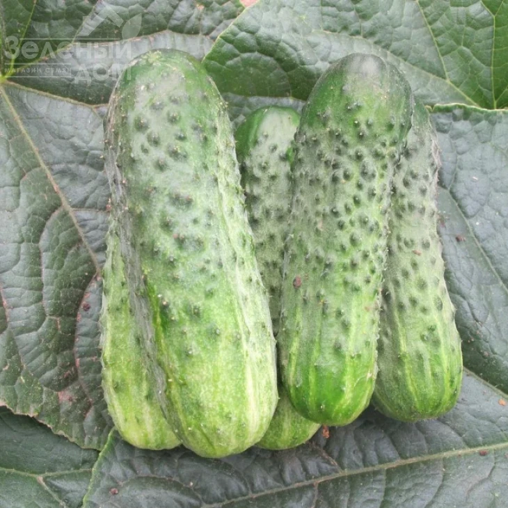 Циркон F1 / Zircon F1,45-50 дней фото 2