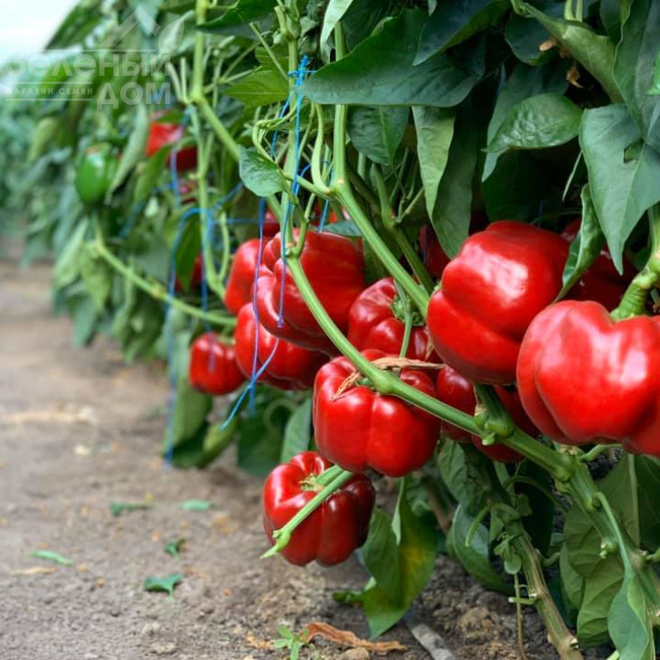 Банкерс F1 / Bancers F1 фото 4