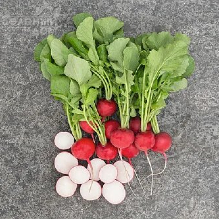 Квінтара F1 / Kvintara F1,20-25 днів фото 1