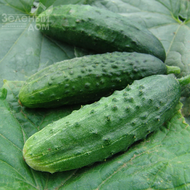 Орфеус F1 (Патріот F1) / Orfeus F1 (Patriot F1) фото 1