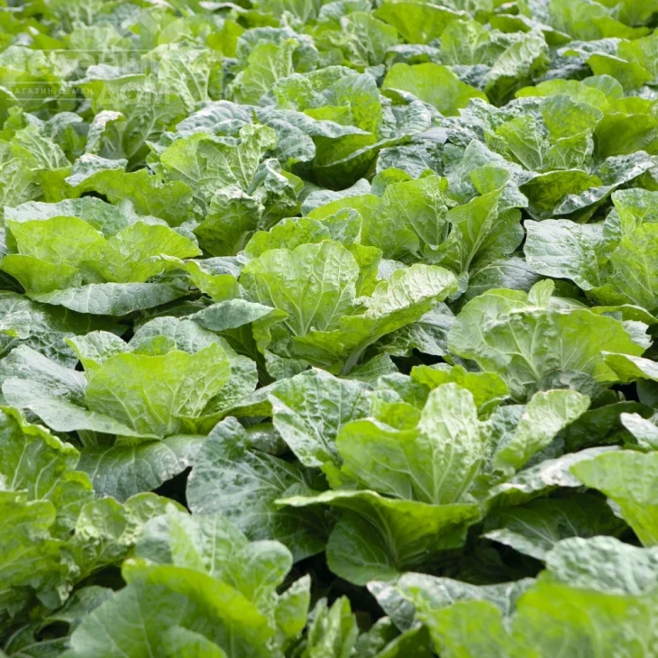 Эмико F1 / Emiko F1,67-72 дня фото 3