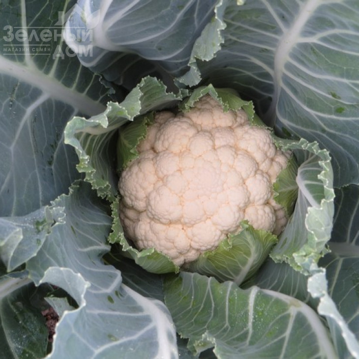 Кліпер F1 / Kliper F1,60-65 днів фото 1