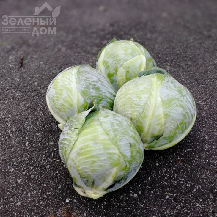 Алекса F1 / Alexa F1, 120-125 днів фото 2