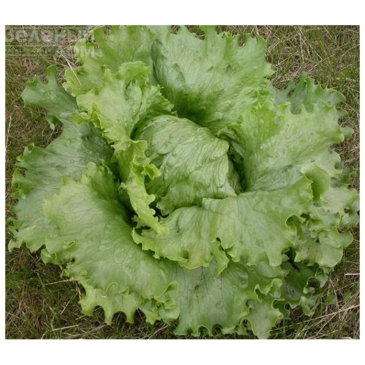 Минико / Miniko фото 1