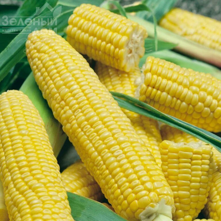 Лумінокс F1 / Luminox F1,65-70 днів фото 1